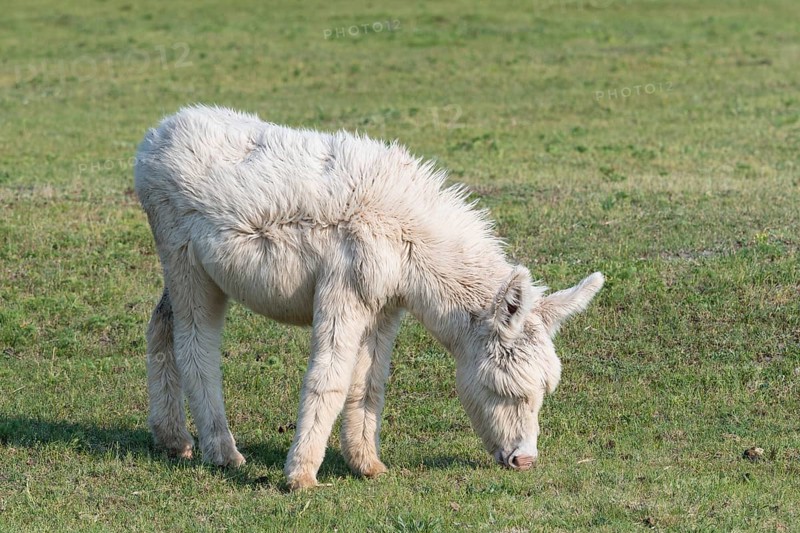 Austria-Hungarian white donkey