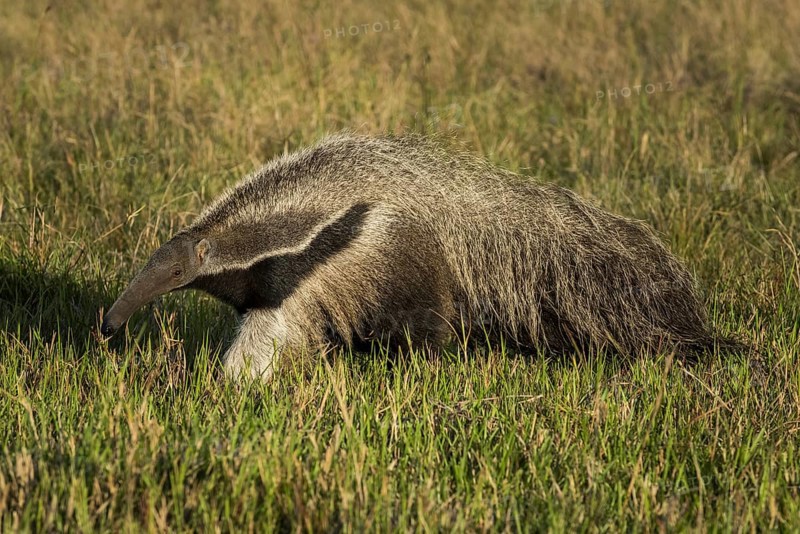 Giant anteater