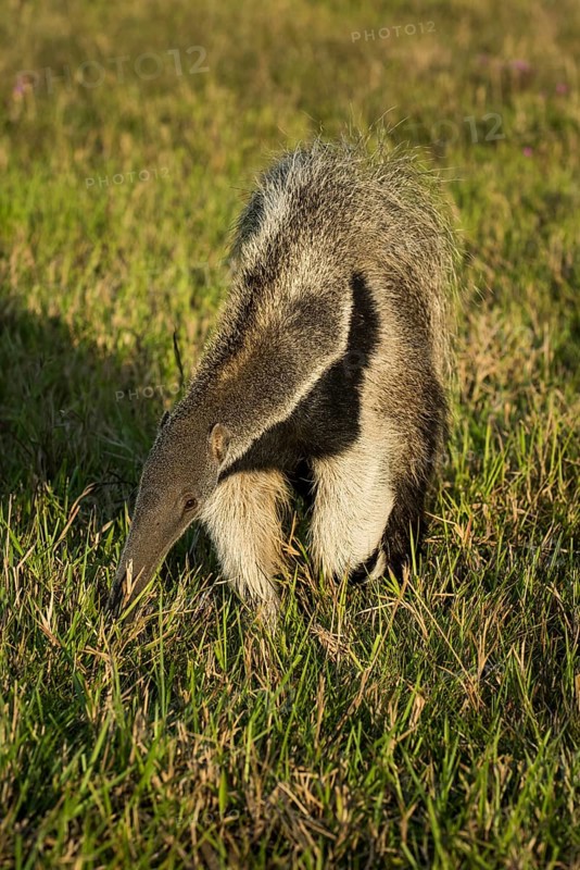 Giant anteater
