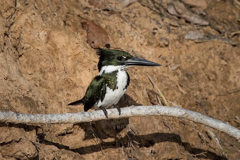 Amazon kingfisher
