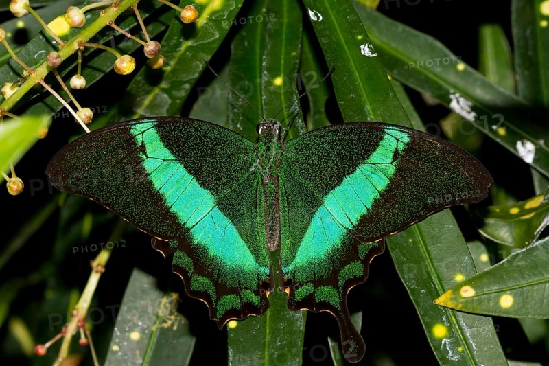 Green Swallowtail