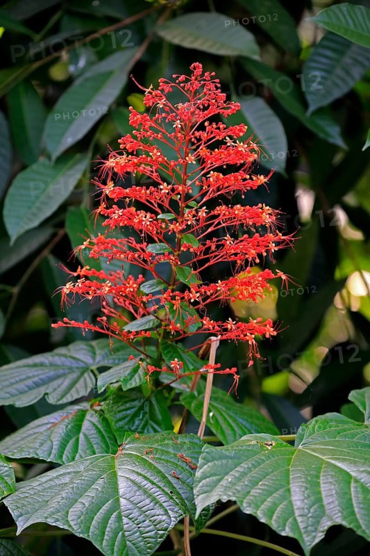Pagoda flower