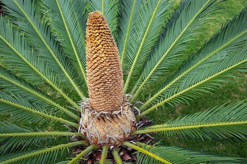 Japanese palm fern