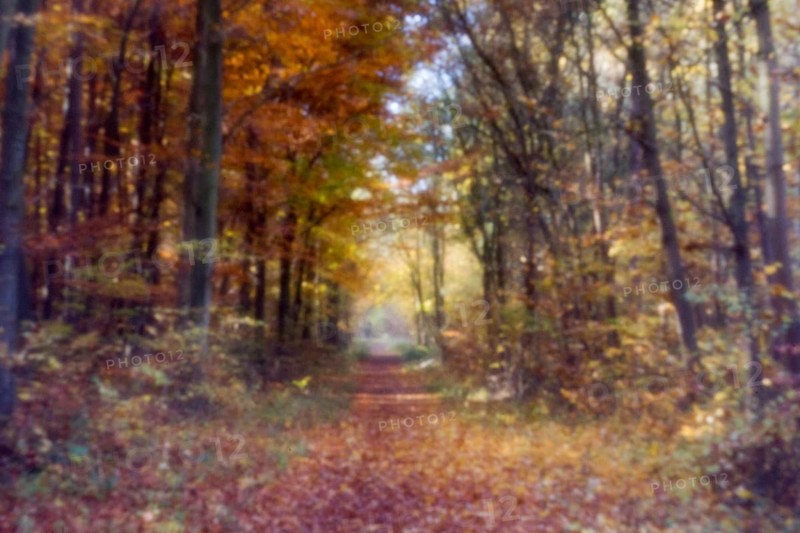 Forest trail in autumn