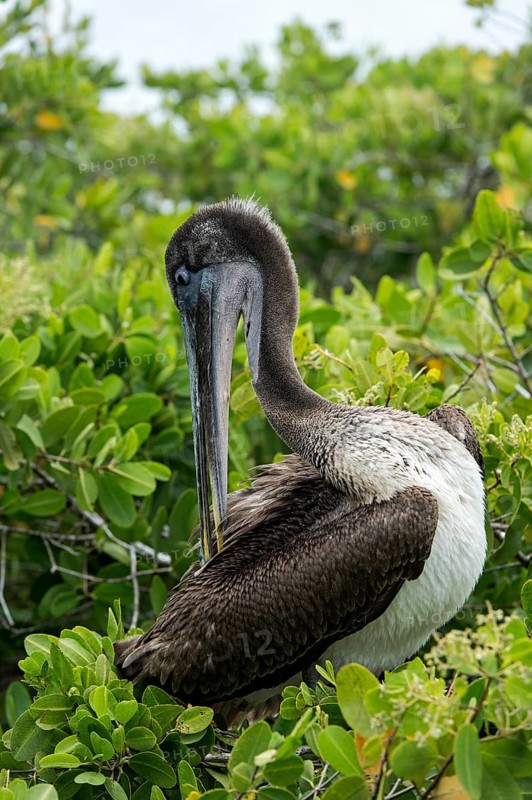 Brown Pelican