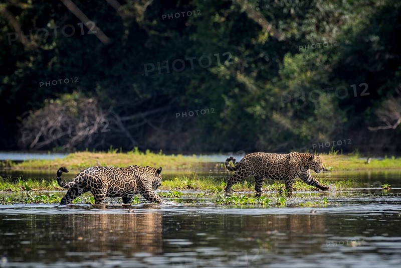 Two Jaguars
