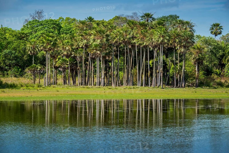 River landscape with palm trees at the Rio Negro
