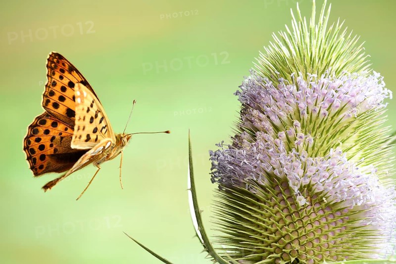 Queen of Spain fritillary