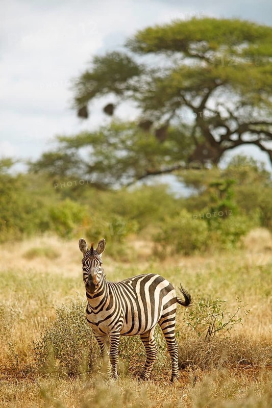Plains Zebra