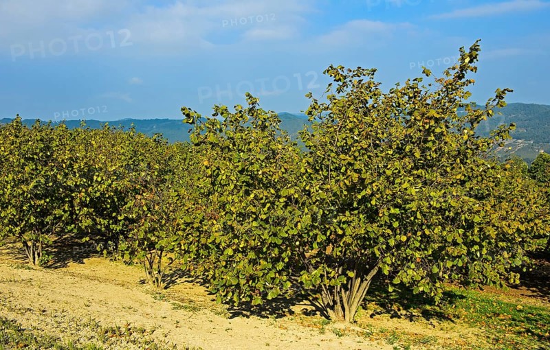 Hazelnut plantation