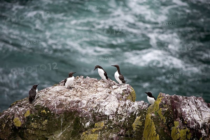 Common Guillemots