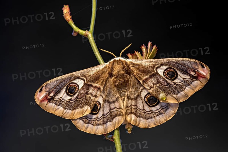 Small emperor moth