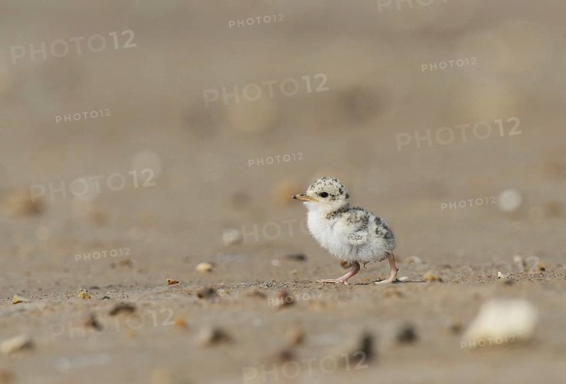 Least Tern