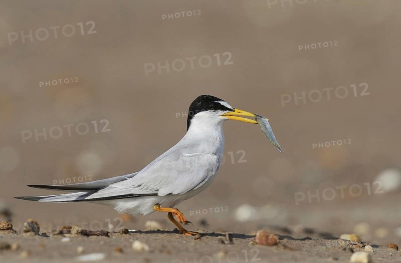 Least Tern