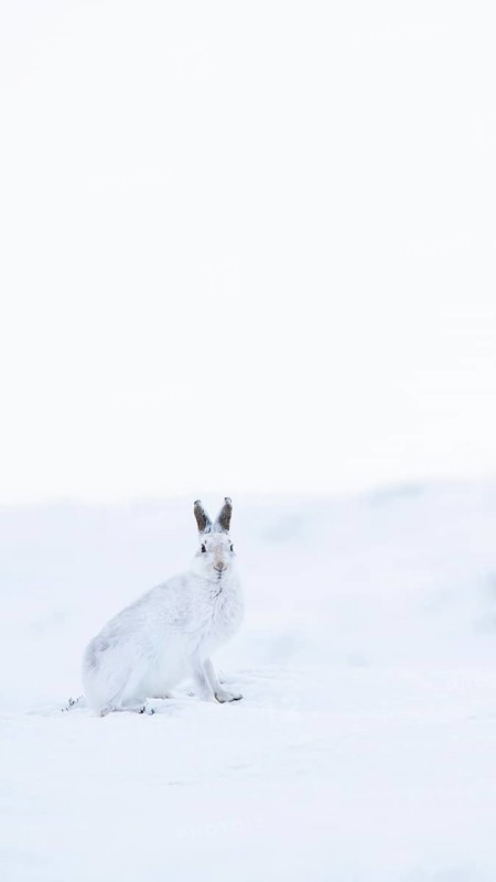 Mountain hare