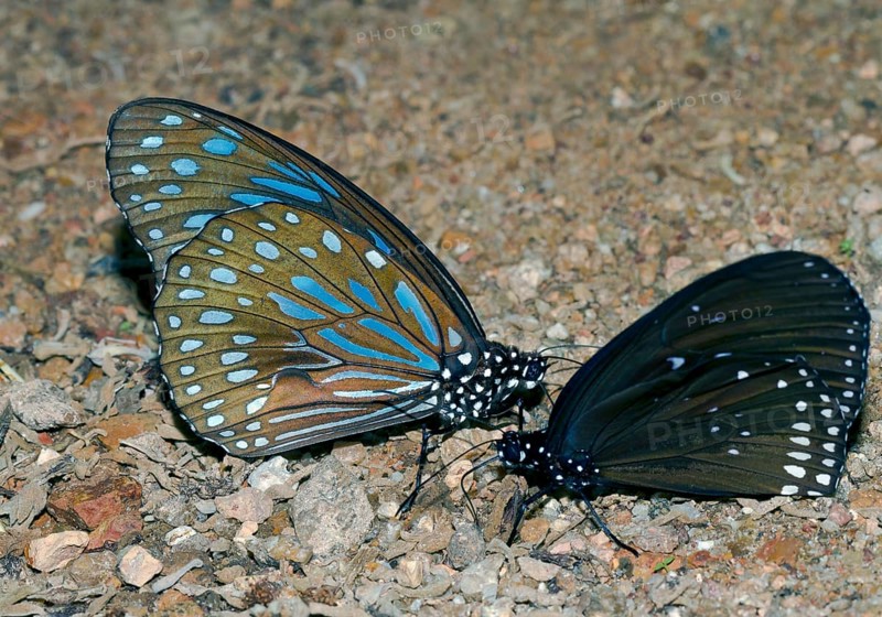 Blue glassy tiger