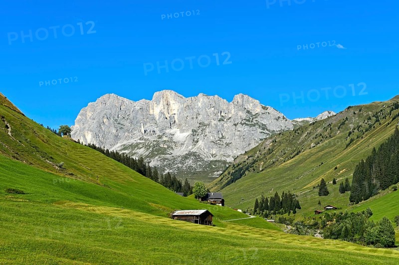 Meadows
