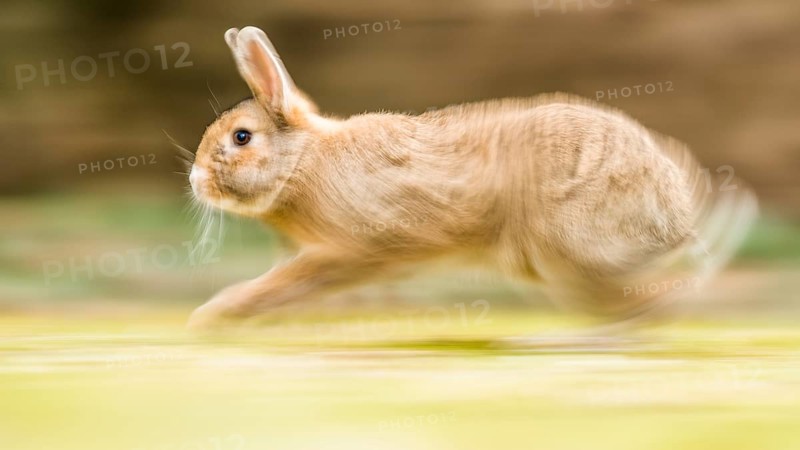 Wild rabbits