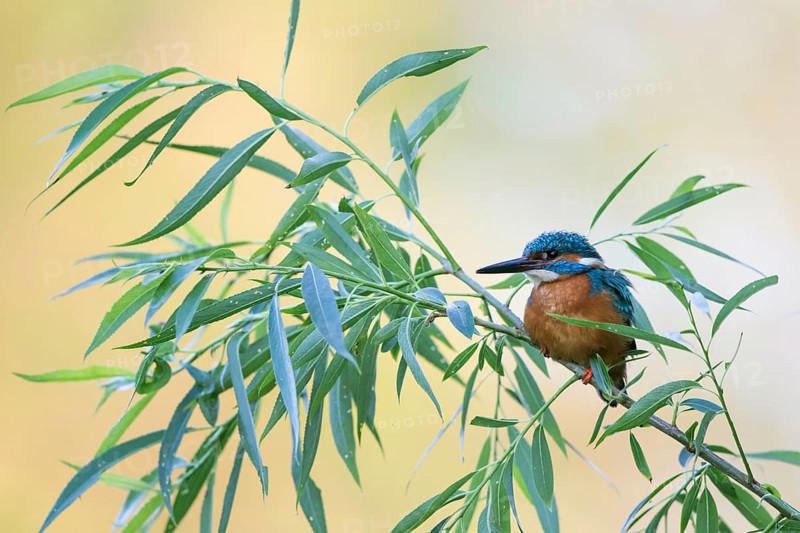 Kingfisher