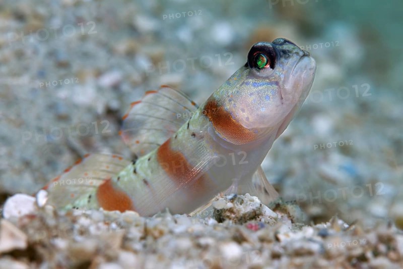 Masked shrimpgoby