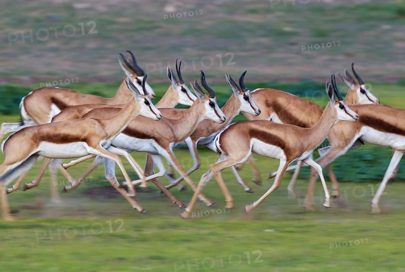 Springboks