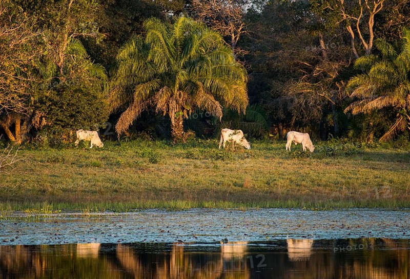 Landscape with Nelore cattle in the southern Pantanal