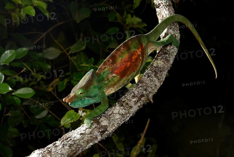 Parsons chameleon