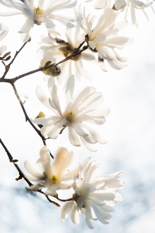 Magnolia blossom