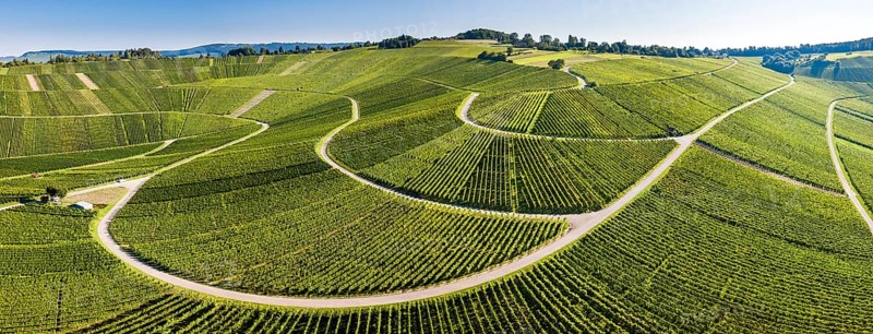 Serpentine road through vineyards