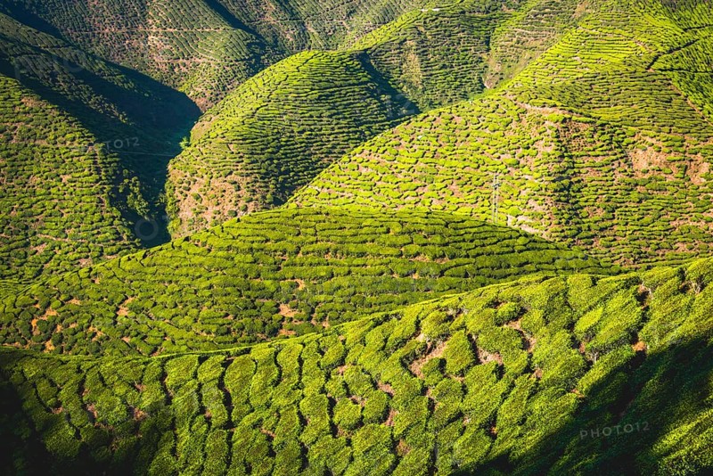 Hilly landscape with tea plantations