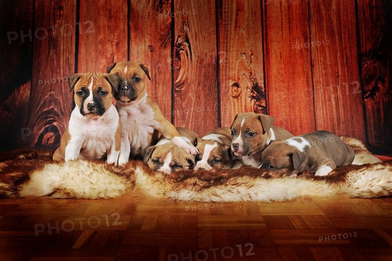 American Staffordshire Terrier