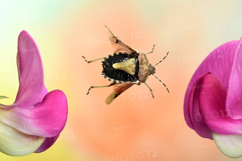 Hairy Shieldbug