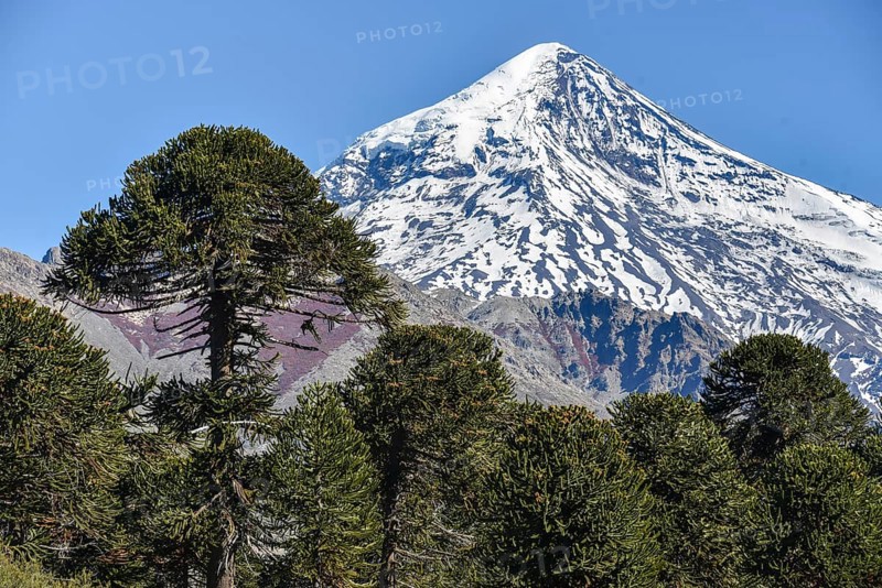 Snow-covered volcano Lanin and monkey puzzle tree