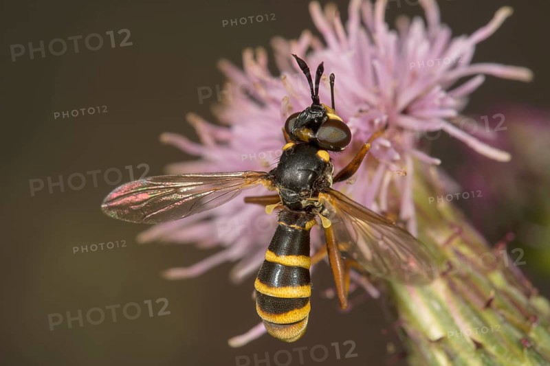 Thick-headed fly