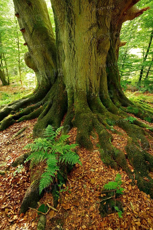Roots with moss and ferns