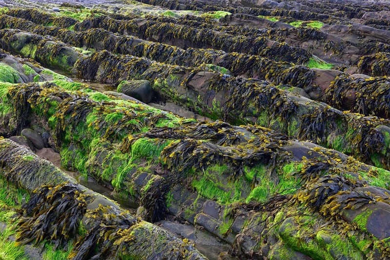 Seaweed on rock formations on the Atlantic coast at low tide