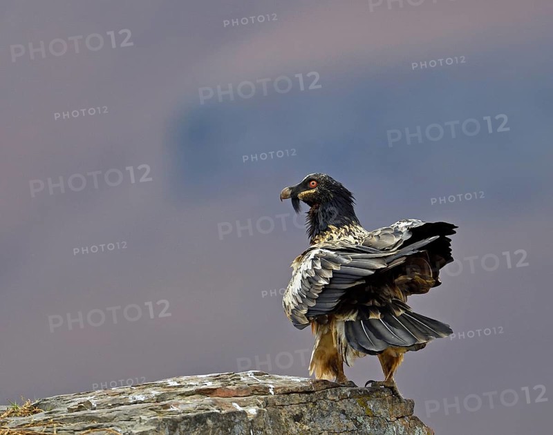 Young Bearded Vulture