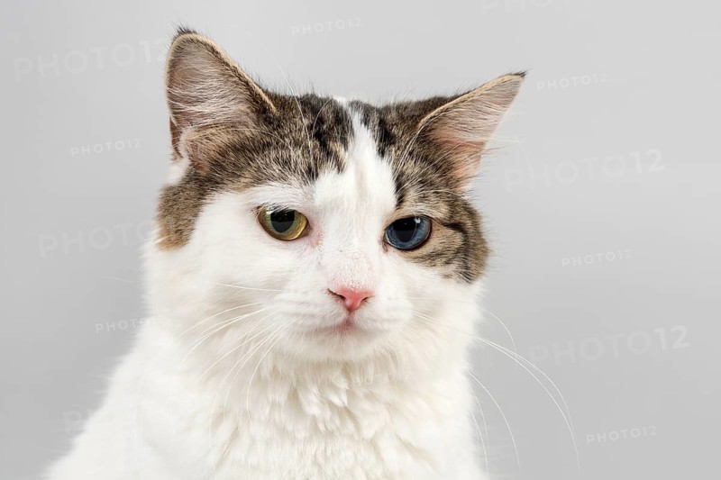 Pedigree cat Cymric