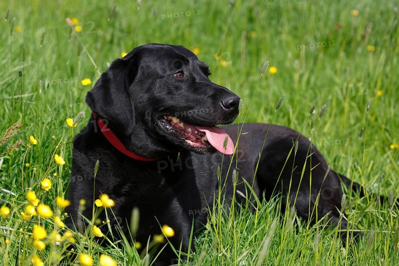 Black Labrador Retriever