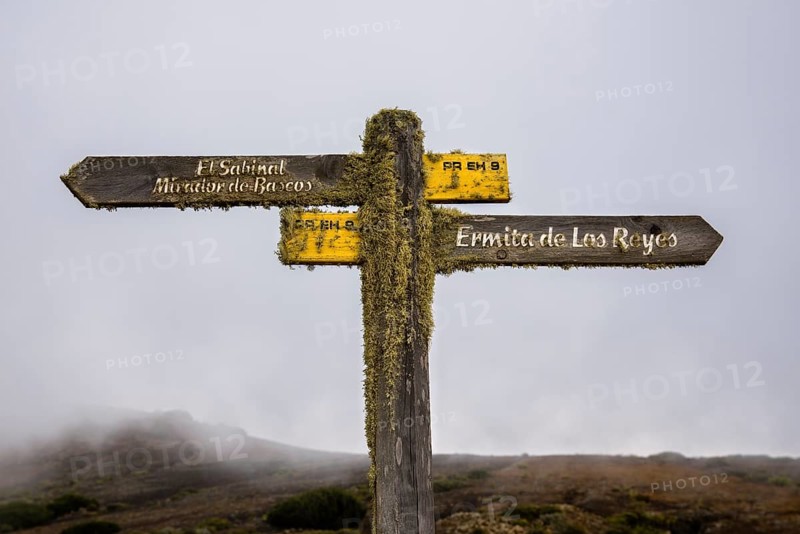 Moss-covered signpost