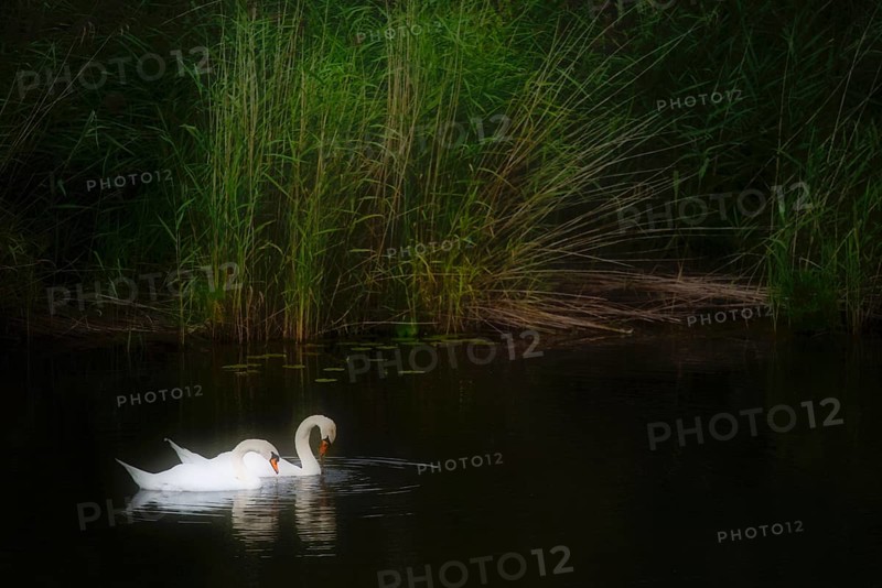 2 Mute swans