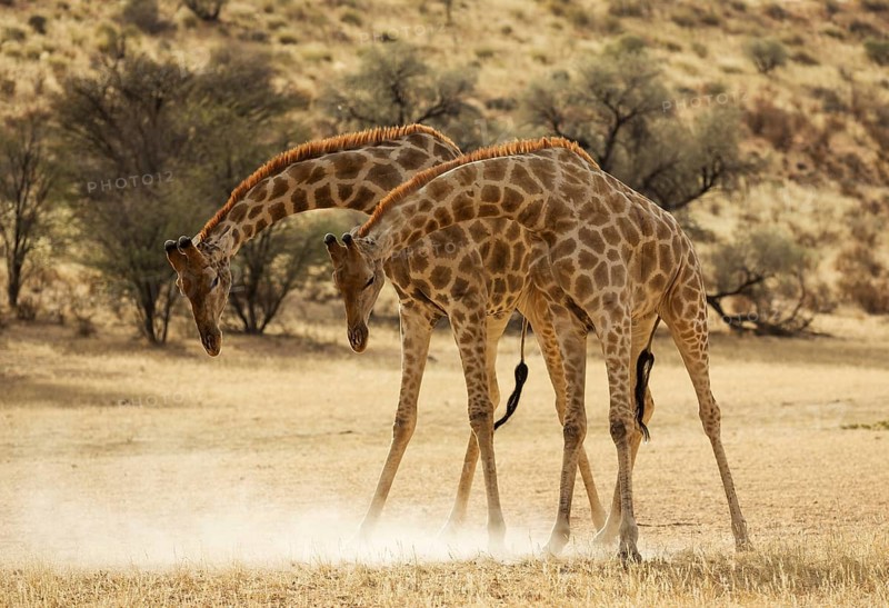 Southern Giraffe