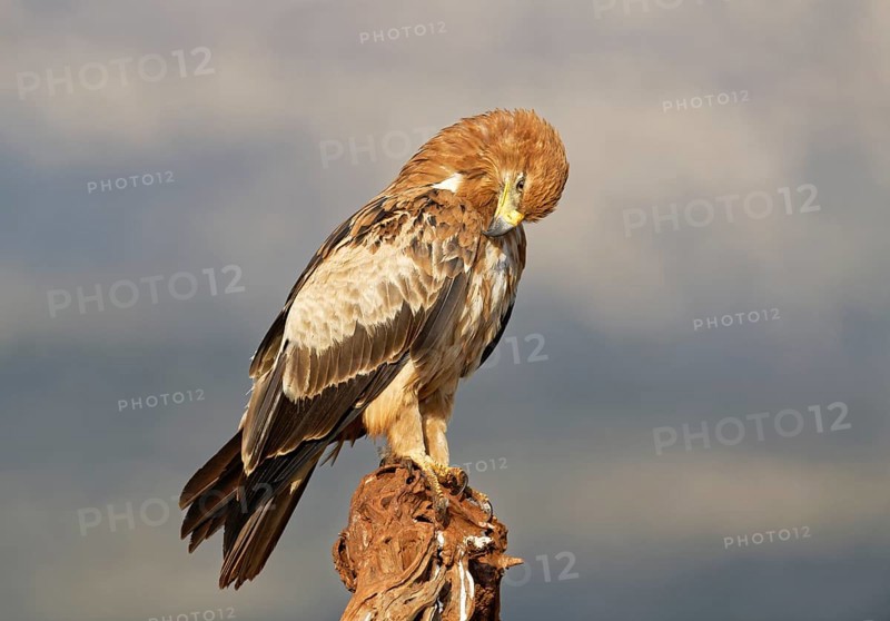 Tawny eagle