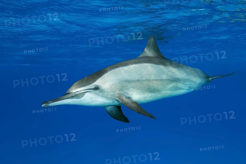 Spinner Dolphins