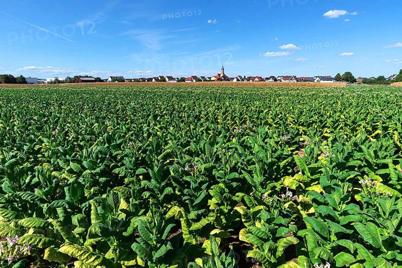 Tobacco plant