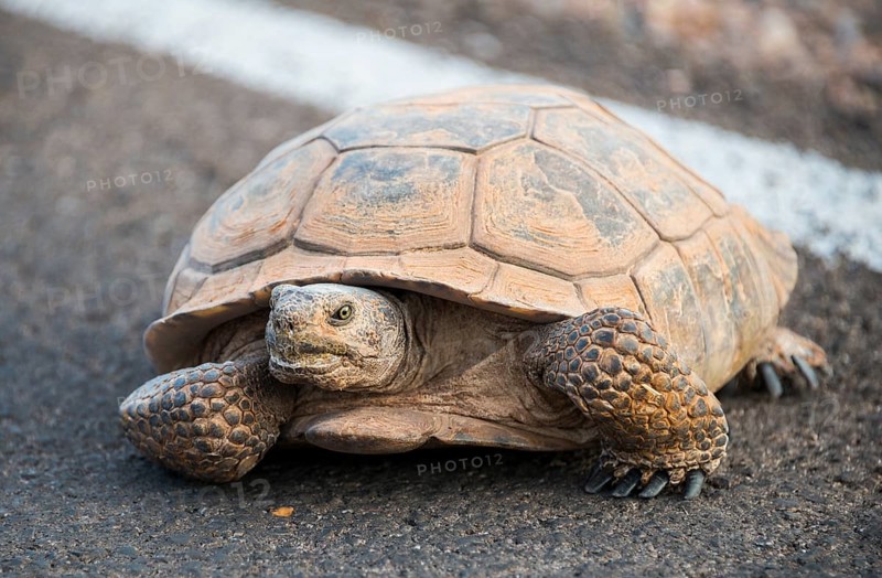 Agassiz's desert tortoise