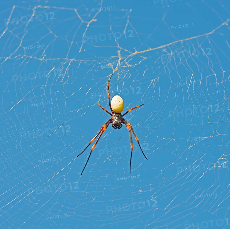 A golden orb weaver spider