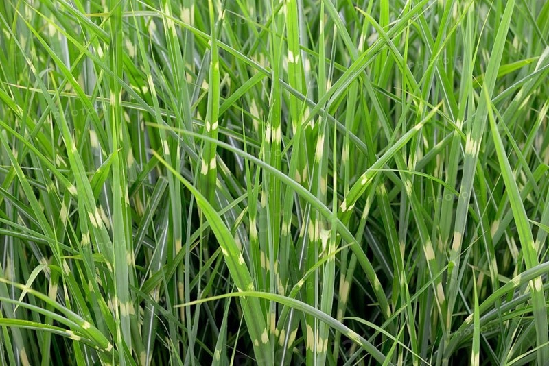 Zebra grass