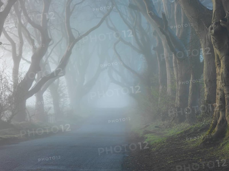 Beech avenue