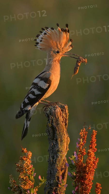 Hoopoe